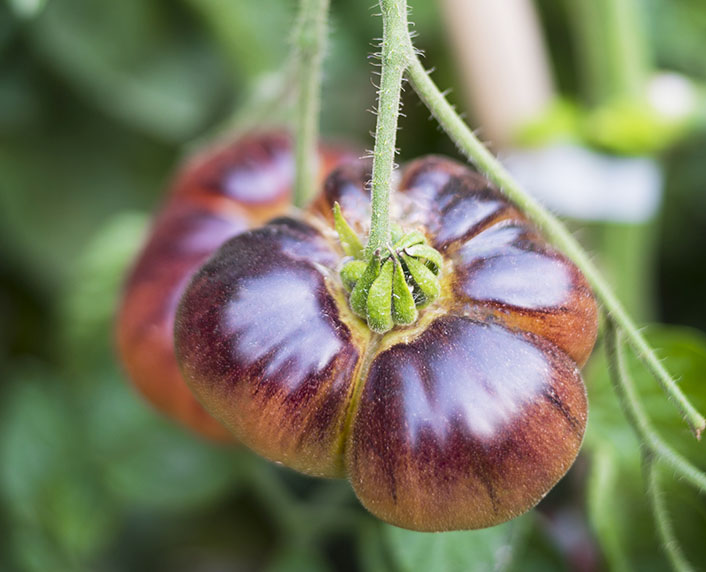 Tomate ‘Marmande Azul’ para cultivar en el huerto urbano 